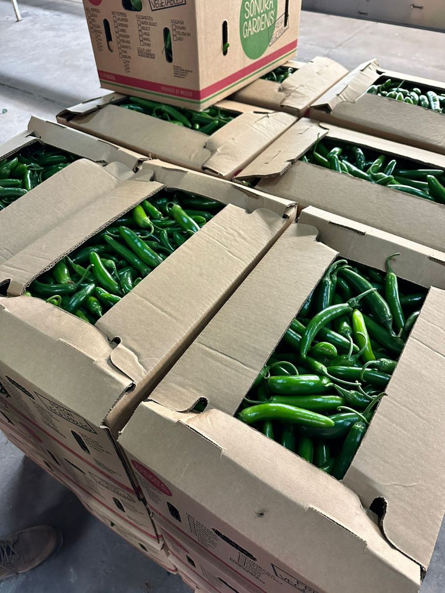 Cajas abiertas de chile serrano apiladas para empaque, con una caja impresa Sonora Gardens de verduras encima