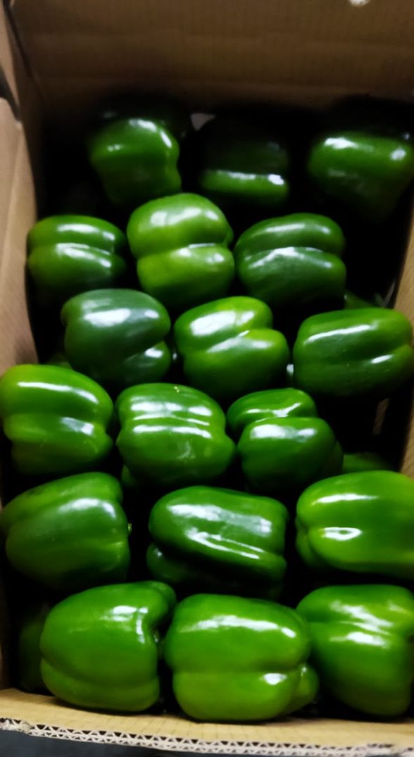 Pimientos morrones verdes acomodados uno junto a otro en una caja abierta, vistos desde arriba