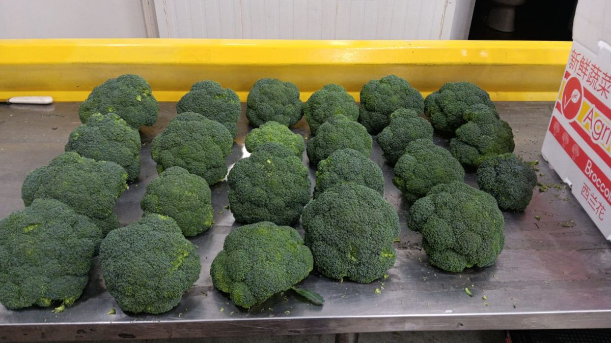 Broccoli crowns laid out on the stainless packing table, an Agrivera broccoli carton at the end of the run