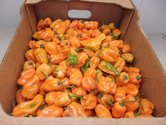 Chiles habaneros, naranjas con algunos aún cambiando de color, empacados en una caja
