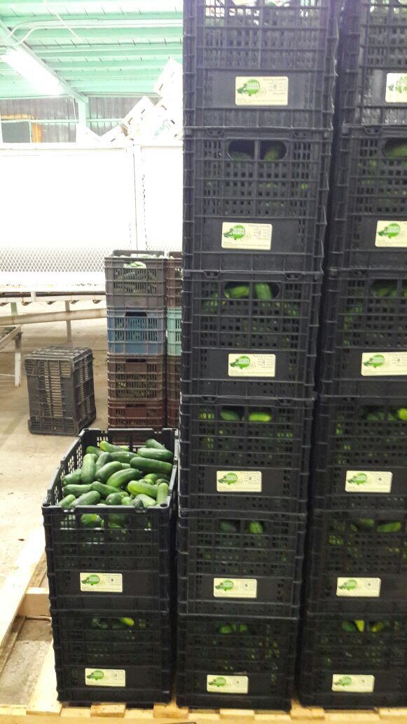 Columns of labelled crates of pickling cucumbers stacked on pallets in the warehouse, one open crate of loose fruit in front