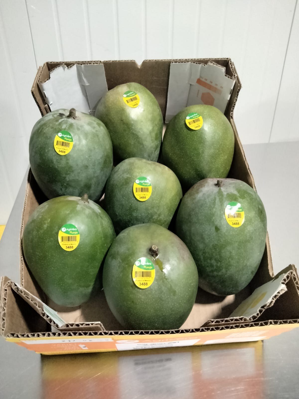 Large green mangoes packed in an open carton, each with an Agrivera Mango sticker on PLU 3488