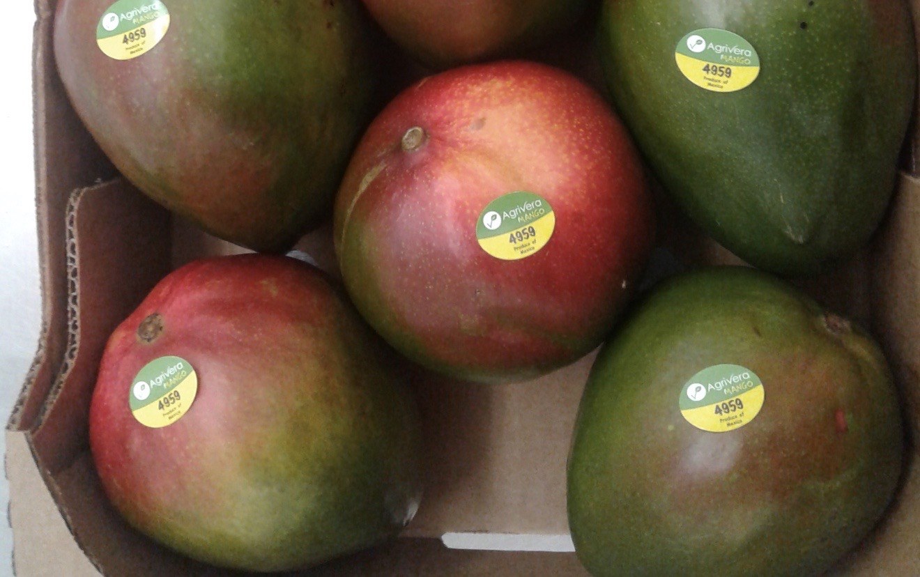 Mangoes with red and green skin in an open single-layer case, each carrying a round Agrivera MANGO sticker on PLU 4959