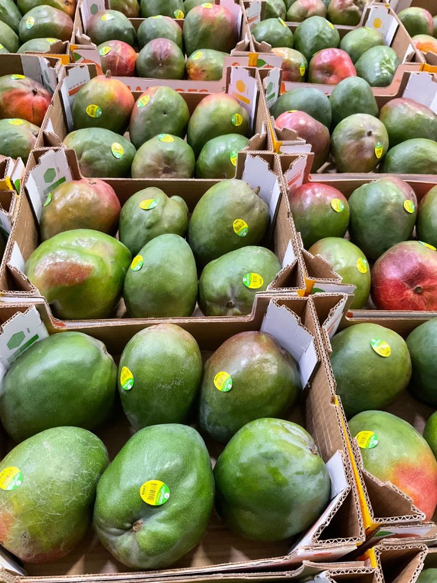 Rows of open single-layer mango cases across the packing floor, green fruit with red blush, each stickered Agrivera on PLU 3488