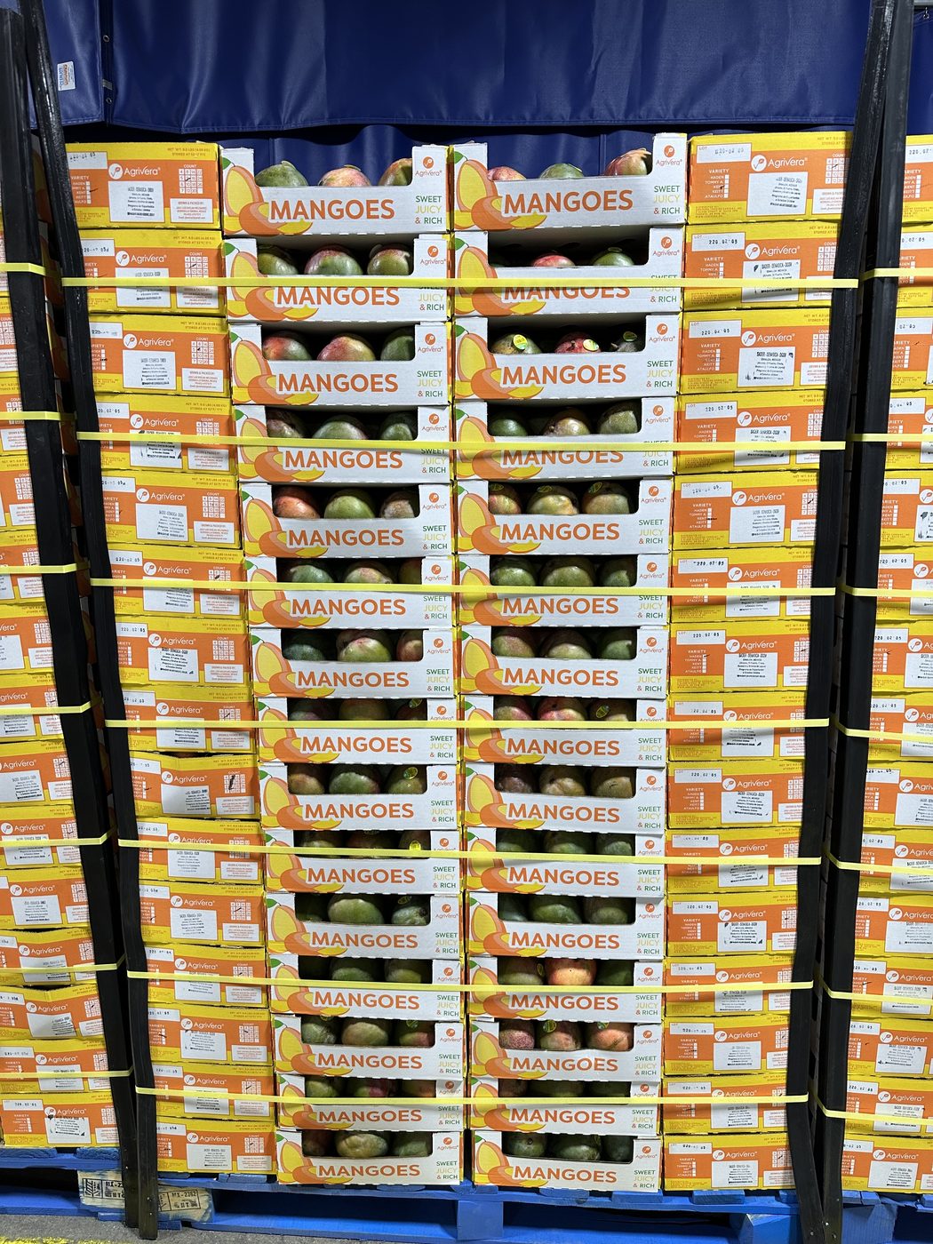 A strapped pallet of Agrivera mango cartons, open display cases of fruit stacked between closed cases