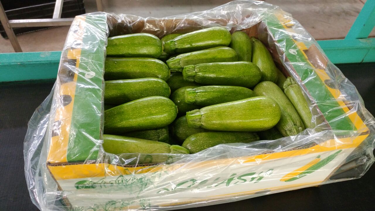 Pale green grey squash packed under film in an Agrivera squash carton on the packing line
