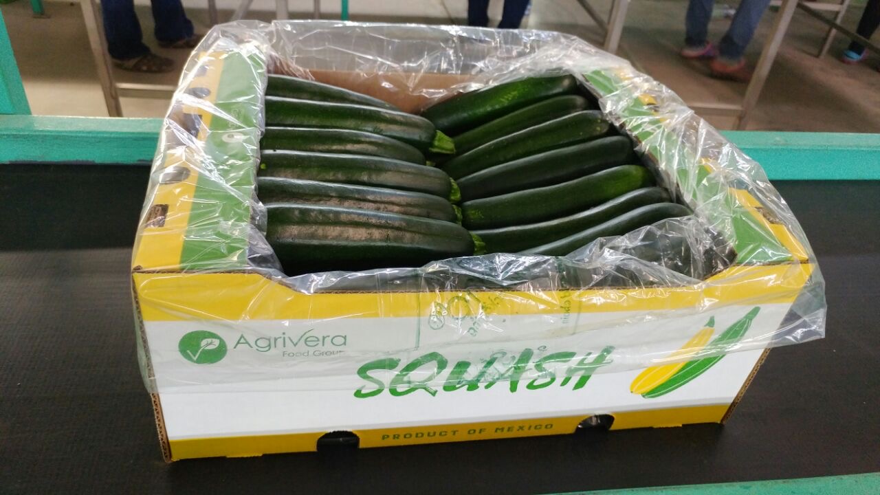 Dark green Italian zucchini packed under film in an Agrivera squash carton on the packing line