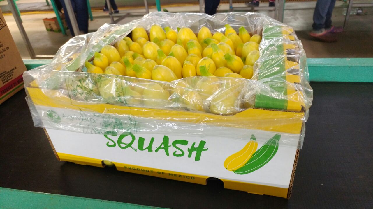 Young yellow straight neck squash, stems on, packed under film in an Agrivera squash carton