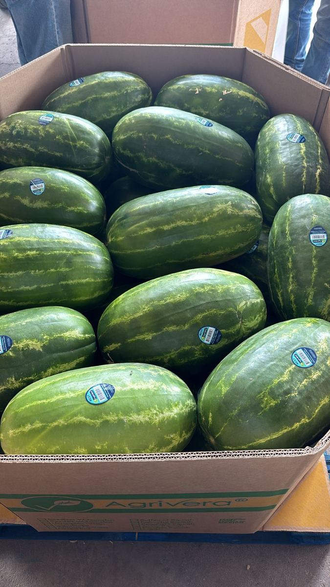 Watermelons filling an Agrivera bin, each carrying a PLU 4031 sticker