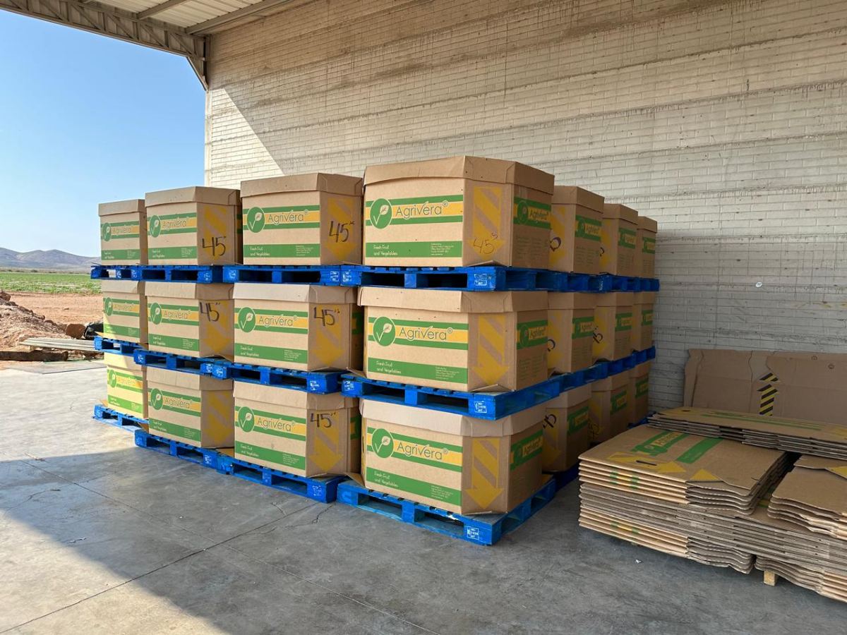 Agrivera bins stacked three high on pallets in the shade of the packing shed, each chalked with its count