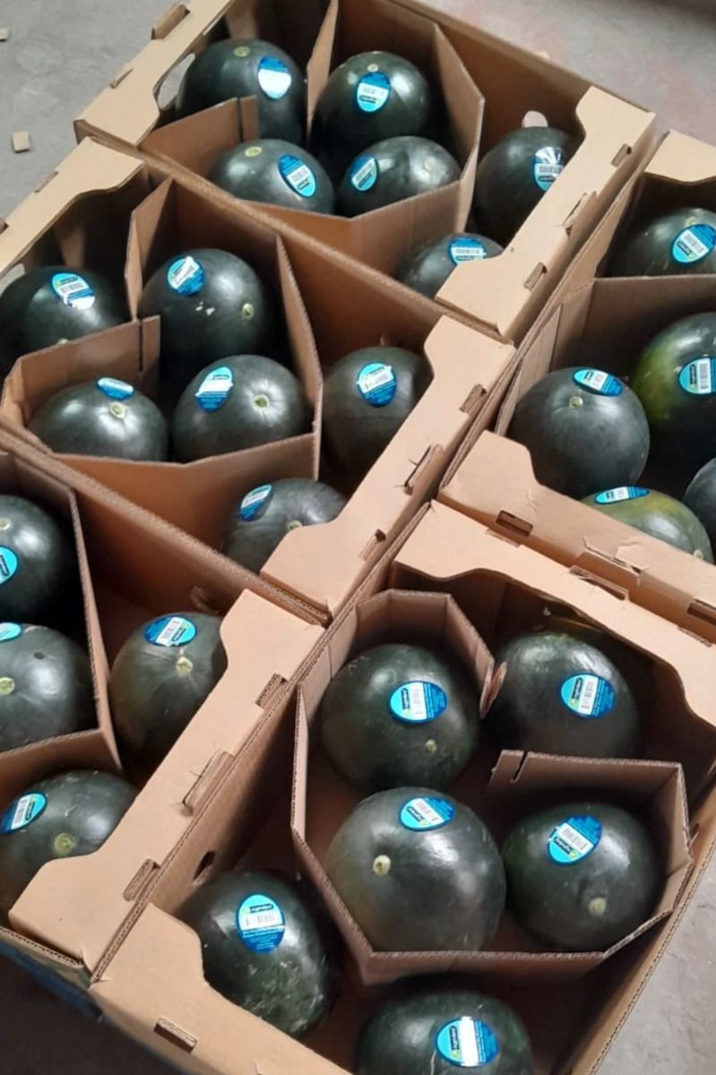 A pallet of divided cartons of Black Diamond watermelons, one melon to a cell, each carrying a blue sticker